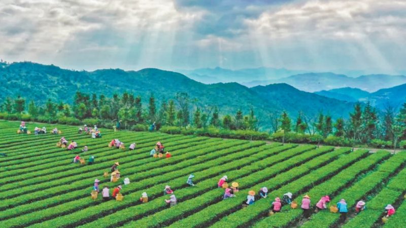 农业种植技术标准规范：确保丰收的关键**