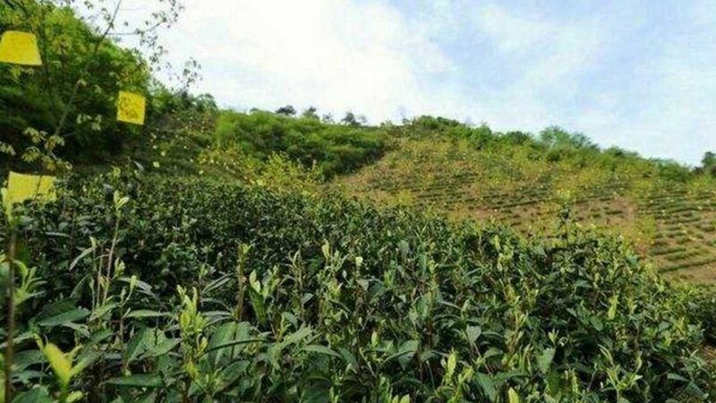 家庭农场营业执照申请全攻略：流程与注意事项