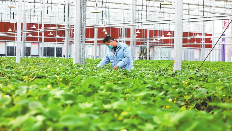 农资批发代理：利润空间解析与策略建议