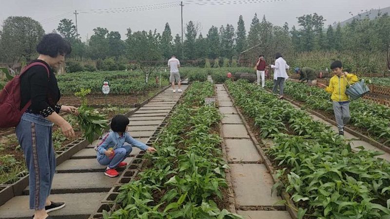 有机无土栽培：技术标准规范解析
