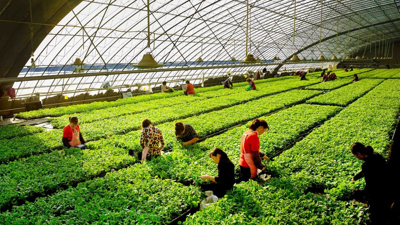 菜市场批发价查询秘籍：掌握这5招，你也能成为行家**