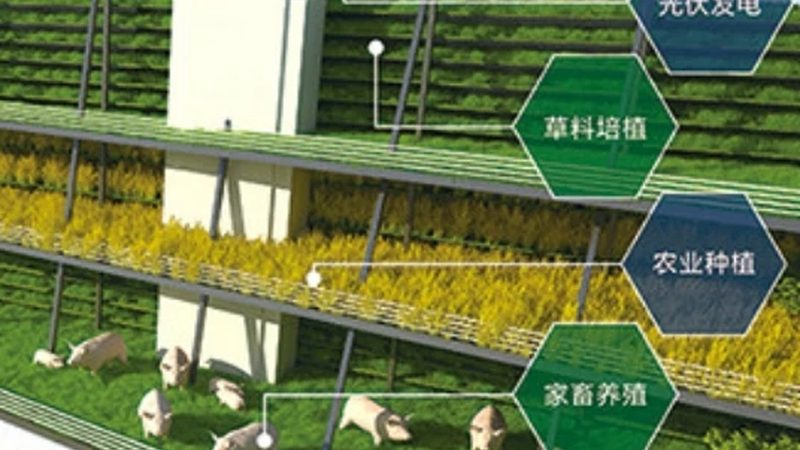 冬季大棚蔬菜种植技术要点解析