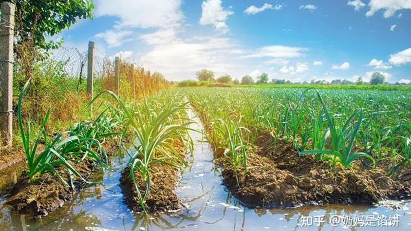农产品检测报告，费用多少背后的考量因素