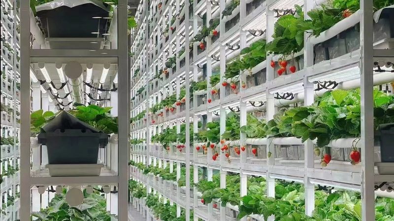 生鲜配送分拣流程优化：提升效率，保障品质